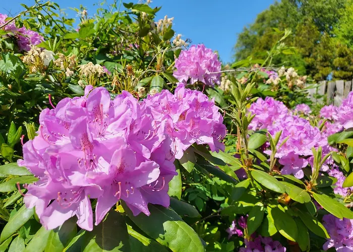 Apartament Diek 21 Sueued