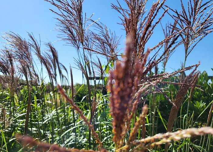 Diek 21 Sueued * Böhl